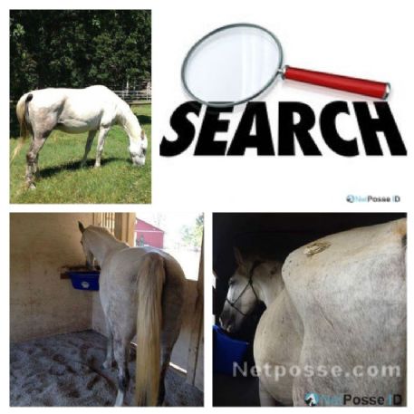 SEARCHING FOR Horse - Blanca (aka:Daisey)